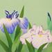 Hoshun Yamaguchi Gallery